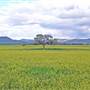 Meadows - Narrabri Area