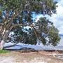 Forster and surrounds