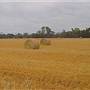 Gilgandra Rural Area