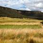 Hartley, Ambermere Drive 2012