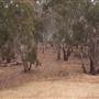 Hay State Forest - Murrumbidgee Valley Regional Park