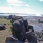Iluka