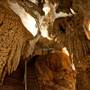 Jenolan Caves