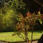 Japanese Gardens Cowra