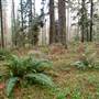 Jenolan State Forest - Ferns