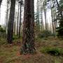 Jenolan State Forest - Ferns