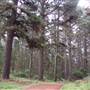 Jenolan State Forest - Ferns