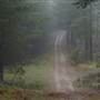 Jenolan State Forest