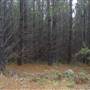 Jenolan State Forest
