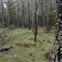 Jenolan State Forest