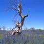 Lake Jindabyne