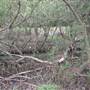 Lane Cove River