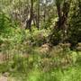 Lane Cove National Park