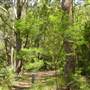 Lane Cove National Park