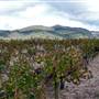 Rosemount Vineyard