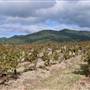 Rosemount Vineyard