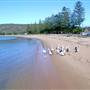 Patonga