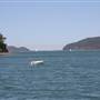 Patonga