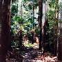 Sugar Creek trail - Wallingat National Park