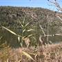 Wisemans Ferry