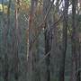 Lithgow Township & Surrounds