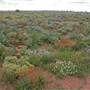 Mundi Mundi Plains & Lookout