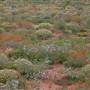 Mundi Mundi Plains & Lookout