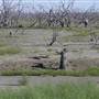 Menindee