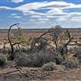 Menindee