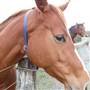 Lomar Park Stud