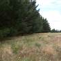 Macquarie Woods - Vittoria State Forest