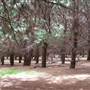 Macquarie Woods - Vittoria State Forest