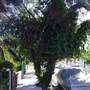 Marrickville Neighbourhood