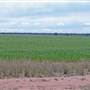 Narrabri