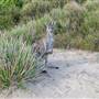 Murramarang National Park