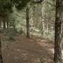 Newnes State Forest