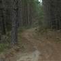 Newnes State Forest