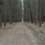 Newnes State Forest