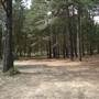 Newnes State Forest