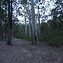Murphy's Glen campground - Blue Mountains National Park