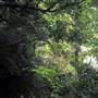 Promised Land Rainforest