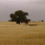 Paddys Creek Rd, Dubbo