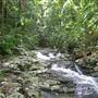 Terania Creek picnic area & Protesters Falls walking track