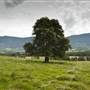 Tweed Valley 1 of 2