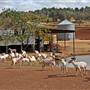 Sheep Station