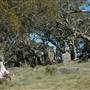 Perisher