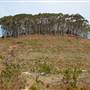 Penrose State Forest - Southern Highlands