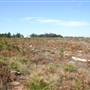 Penrose State Forest - Southern Highlands