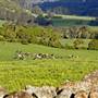 Robertson - Southern Highlands