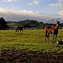 Robertson - Southern Highlands